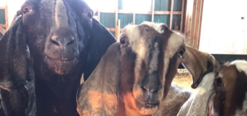 Goats at Island Hill Farms